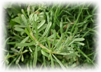 Cleavers