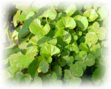 Gotu Kola (Centella asiatica