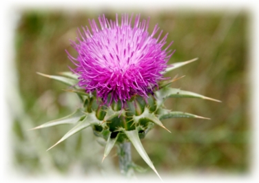 Milk Thistle