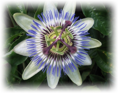 Passion Flower